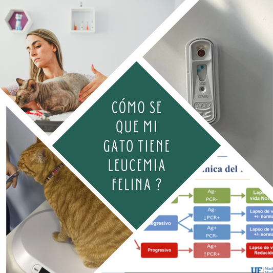 ¿Cómo se si mi gato tiene leucemia felina?