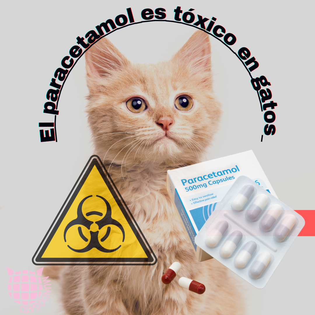 Paracetamol es tóxico en gatos