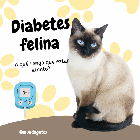 Diabetes en gatos 